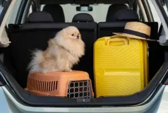 Viajar con tu mascota en auto: ¿cómo transportar a tu gato o perro?